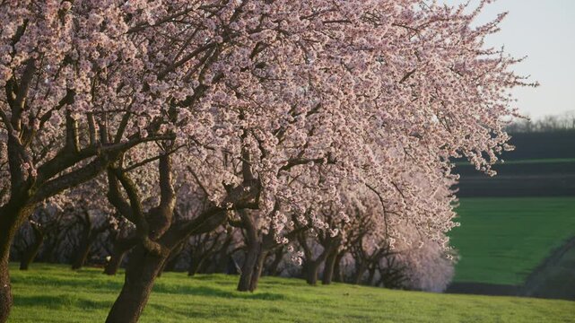 Almond trees are blooming with delicate pink blossoms in an agricultural orchard. Sunrise light