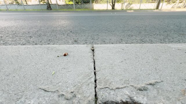 A tiny ladybug runs bravely along a concrete curb next to a busy road. The passing car creates a dangerous yet exciting feeling.