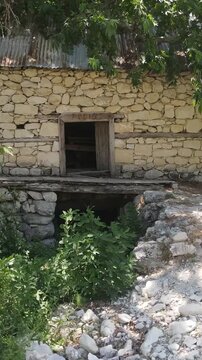 Sycamore Tree Mill Stone Wall