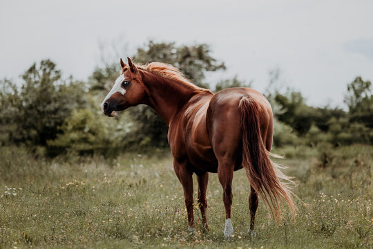 Quarter horse chestnut mare standing on field