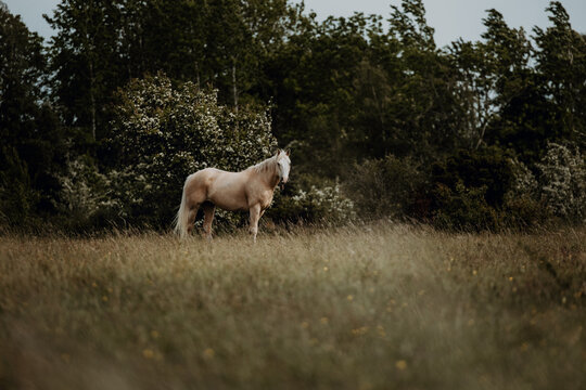 Quarter horse gelding palomino standing on peaceful summer field