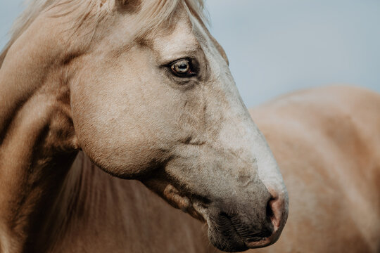 Head close up of a palomine quarter horse gelding
