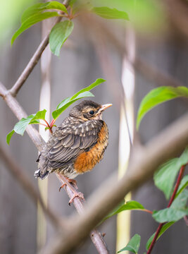 Young American Robin fledgling perched on a leafy branch