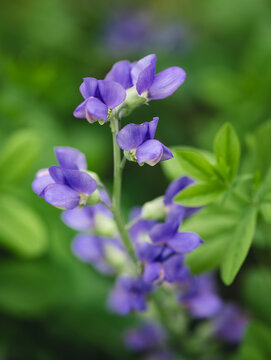 A stalk of blue wild indigo flowers