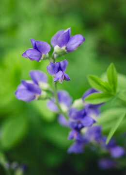 Closeup of purple false indigo flowers blooming in garden