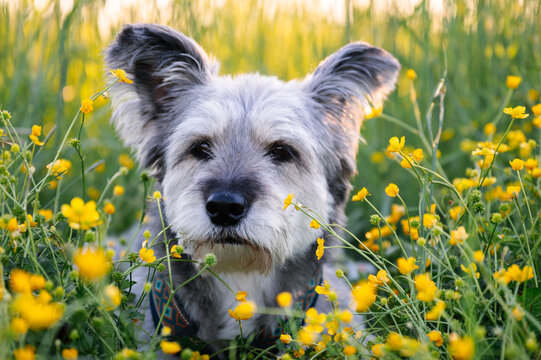 Scruffy grey dog with big ears sits in a wildflower meadow