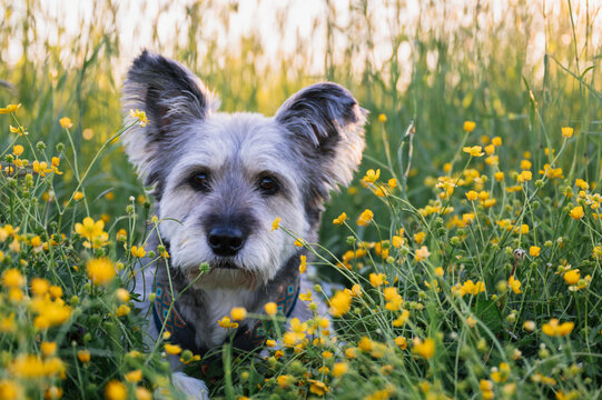 Cute grey scruffy dog in a field of wildflowers