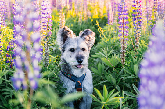 Scruffy terrier mix sitting in a field of wildflowers