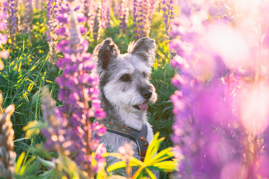 Happy scruffy dog in a blooming lupine field