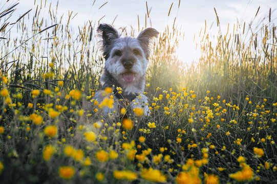 Scruffy grey dog sitting among wildflowers at sunset