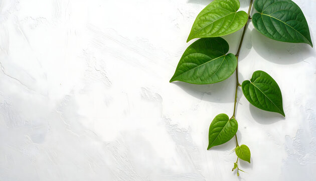 Green vine leaves growing on white textured concrete wall with copy space