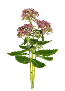 Small bouquet of pink flowers and green leaves of hylotelephium telephium isolated on white or transparent background
