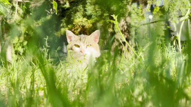 A calm cat rests peacefully in the bright green grass of a sunny garden in Simferopol, Crimea. It looks curious and cozy in the warm sunlight.