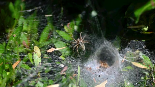 spider on the web