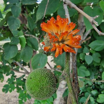 The Paper Mulberry (Broussonetia papyrifera) flowery seedhead