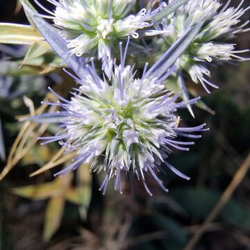 Watling Street thistle, field eryngo or sea holly plant or flowers 
