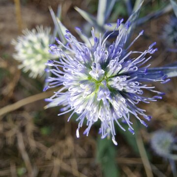 Watling Street thistle, field eryngo or sea holly plant or flowers 