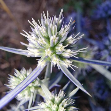 Watling Street thistle, field eryngo or sea holly plant or flowers 