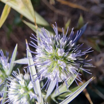 Watling Street thistle, field eryngo or sea holly plant or flowers 