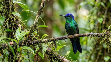Fototapeta premium lilac breasted roller