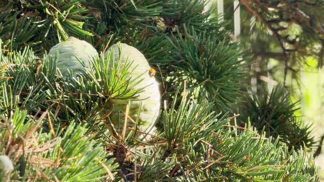 Green cedar cones grow peacefully on the dense branches of a cedar tree (Cedrus). A tiny ladybug walks calmly on the cone, creating a warm and joyful feeling in nature.