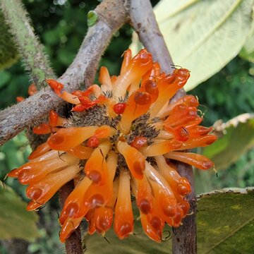 The Paper Mulberry (Broussonetia papyrifera) flowery seedhead