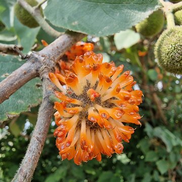 The Paper Mulberry (Broussonetia papyrifera) flowery seedhead