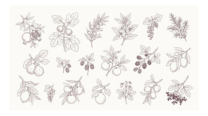 Vintage botanical fruit sketches, hand drawn line art collection of 18 organic berry and fruit branches, rustic garden vector illustrations © xantii