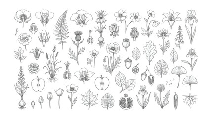 Vintage botanical line art collection, hand drawn floral sketches and leaves vector set, antique wildflower illustrations for wedding stationery © xantii