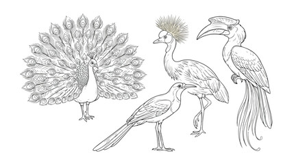 Vintage tropical bird illustrations, hand drawn peacock and hornbill vector set, antique style exotic bird line art for coloring and design © xantii