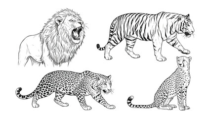 Hand drawn big cats vector set, realistic lion tiger leopard and cheetah sketches, black and white wild animal illustrations for nature design © xantii