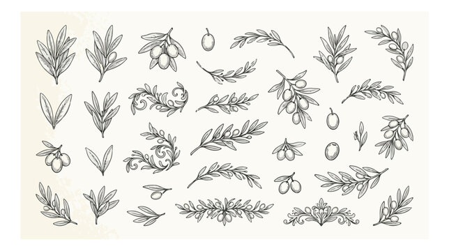 Vintage olive branch line art collection, hand drawn botanical sketches of olive tree leaves and fruit, elegant floral vector set for wedding branding