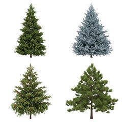 Fototapeta premium Four distinct types of evergreen trees in a row illustration