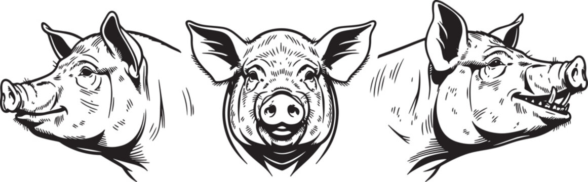 Three black and white pig head featuring one front-facing pig and two side-profile pig heads, isolated on a white background, style also transparent background