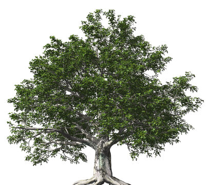 European Beech 3D Tree with alpha