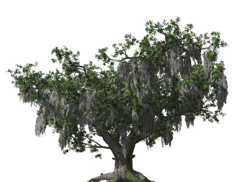 Live Oak 3D Tree with alpha