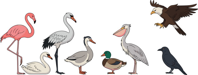 Obraz premium Waterfowl and bird illustration set featuring flamingo swan duck heron pelican eagle and crow in flat style