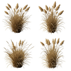 Fototapeta premium Three stages of growth in a grass-like plant with seed heads