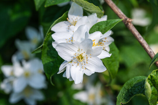 fragrant white mock orange (Philadelphus) flowers blooming on a green shrub 
