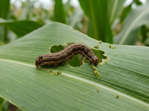 Fall Armyworm Larva Eating Maize Leaf