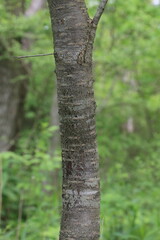 Fototapeta premium Japanese Mountain Cherry Tree Bark Close Up in Forest