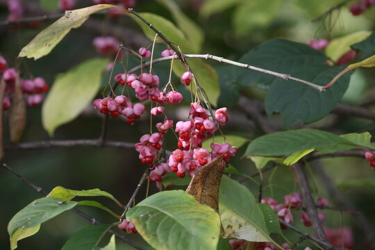 Mayapple Euonymus Fruits with Pink Capsules and Red Seeds in Autumn