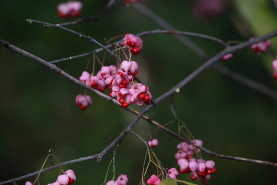 Spindle Tree Fruits (Euonymus sieboldianus) with Red Seeds in Autumn