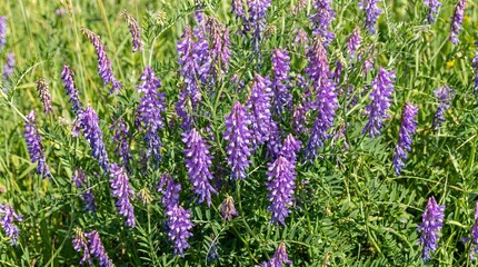 Obraz premium purple wild peas, Vibrant Purple Vicia Cracca in Lush Green Field