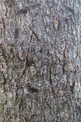 Fototapeta premium Natural Tree Bark Texture High Resolution Background