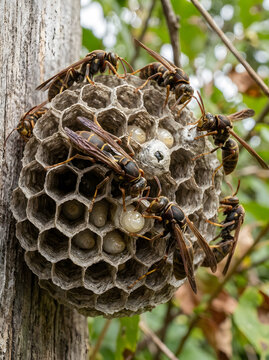 Close-Up of Wasps Nurturing Larvae in Nest