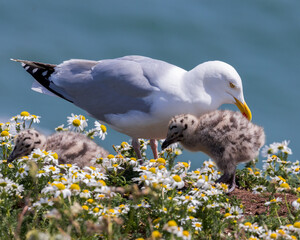 Seagull in the grass with chick © Colin