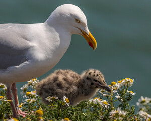 Close up of a seagull and chick © Colin