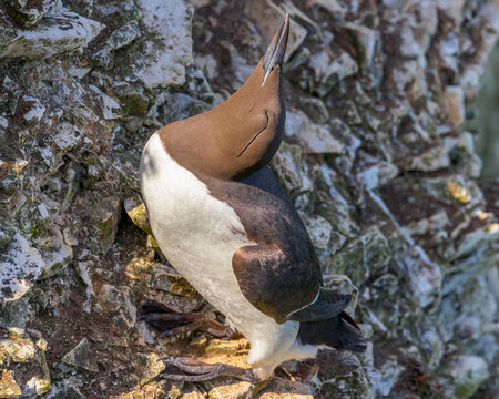 Guillemot on rockface