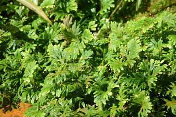 Beautiful green selaginella spikemoss fern leaves growing densely in the garden under natural sunlight. © Christ